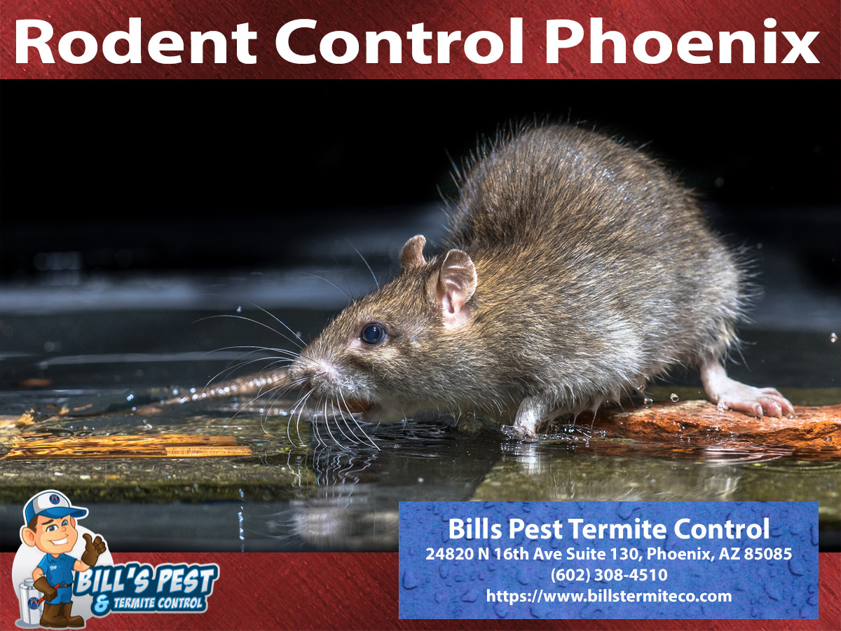2024 Top 10 Rodent Control Cities in Phoenix Az