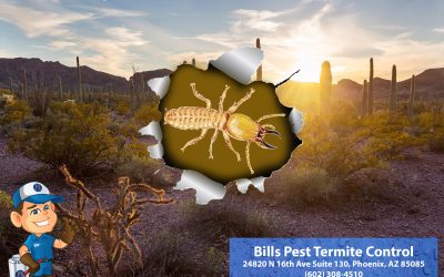 2024 Top 10 Termite Cities Phoenix Az