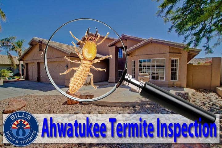 Termite Inspection Ahwatukee Az | Bills Pest Termite Control