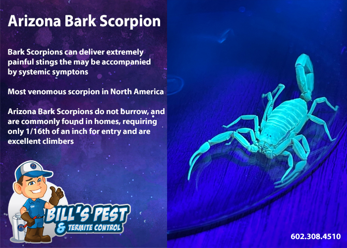All About Arizona Bark Scorpions