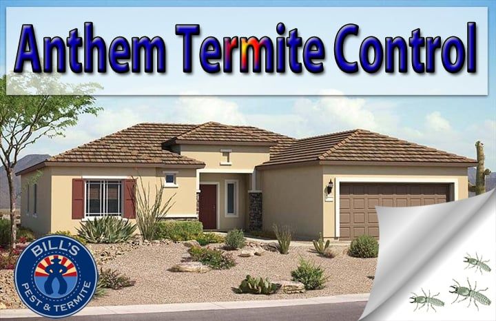 Best Anthem Termite Control | Termite Treatment Anthem AZ