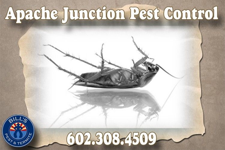 Best Pest and Termite Control Apache Junction, AZ