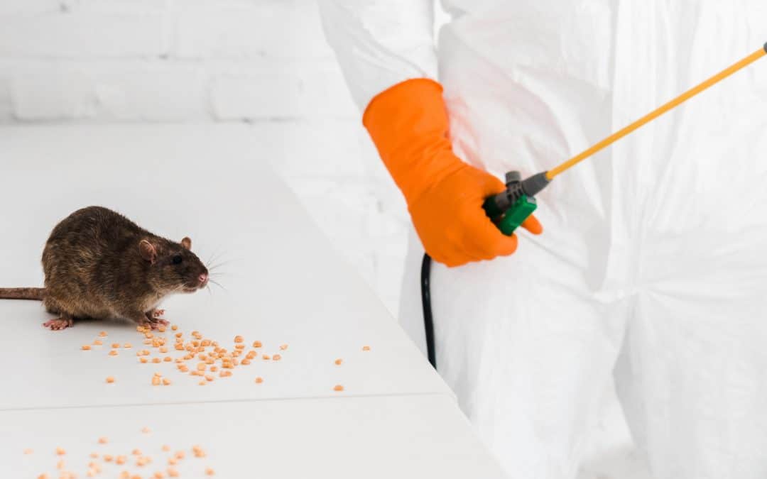Are Pest Control Companies Worth It?
