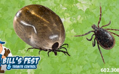 Are there Ticks in Arizona? Unveiling the Facts