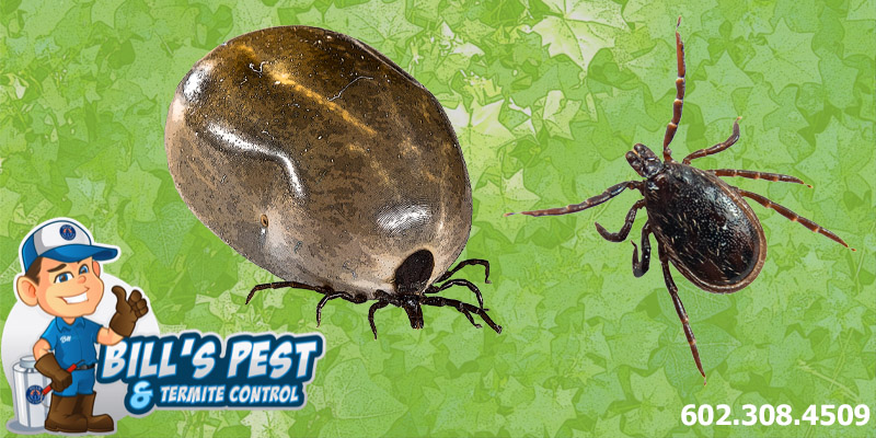 Are there Ticks in Arizona? Unveiling the Facts