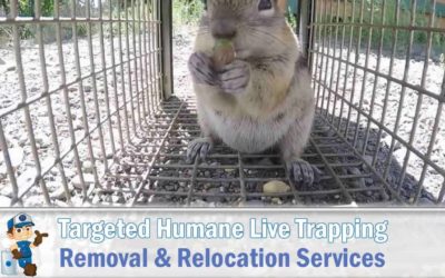 Ground Squirrel Trapping & Removal in Phoenix Az