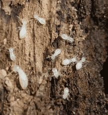 Arizona termites