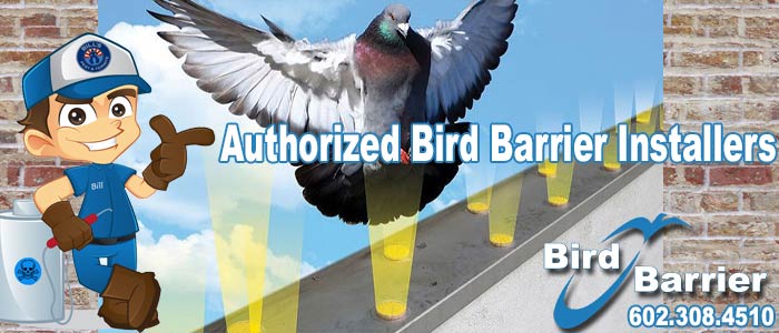 Authorized Bird Barrier Installers in Phoenix Arizona