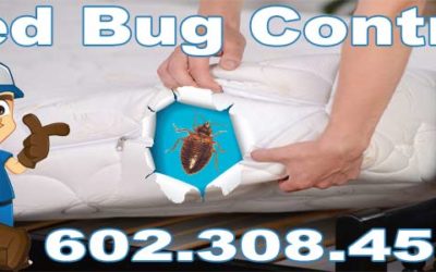 Bed Bug Biology and Pheromones