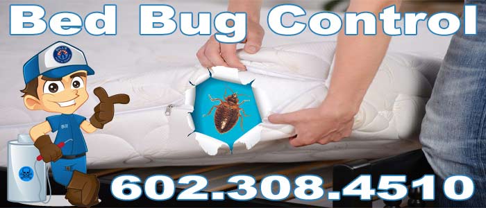 Expert Bed Bug Exterminator and Pest Control Cave Creek, AZ Services