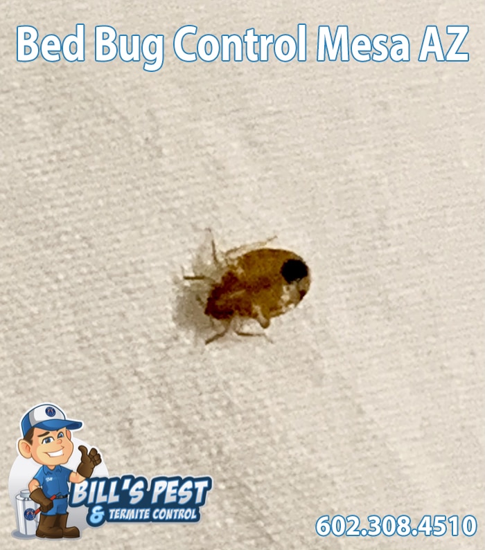 Bed Bug Control Mesa AZ - Bed Bug Exterminators Mesa
