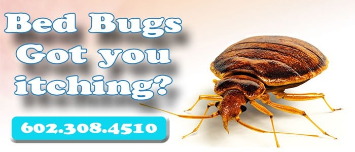 Bed Bug Control Scottsdale Az - Best Bed Bug Exterminators Scottsdale AZ