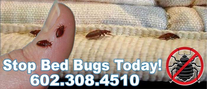 Best Bed Bug Exterminator Surprise AZ