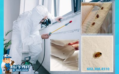 Bed Bug Extermination Responsibility in Arizona: ARS 33-1319