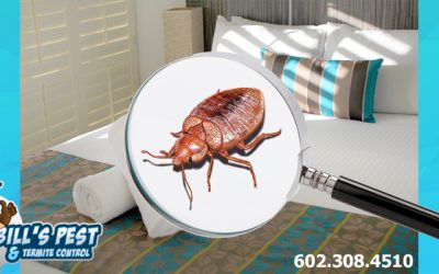 Bed Bug Identification – Don’t let the Look-Alikes Fool You!