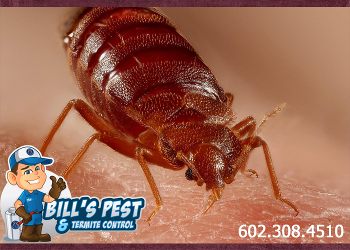 Bed Bug Pest Control Laveen AZ | Best Bed Bug Exterminator