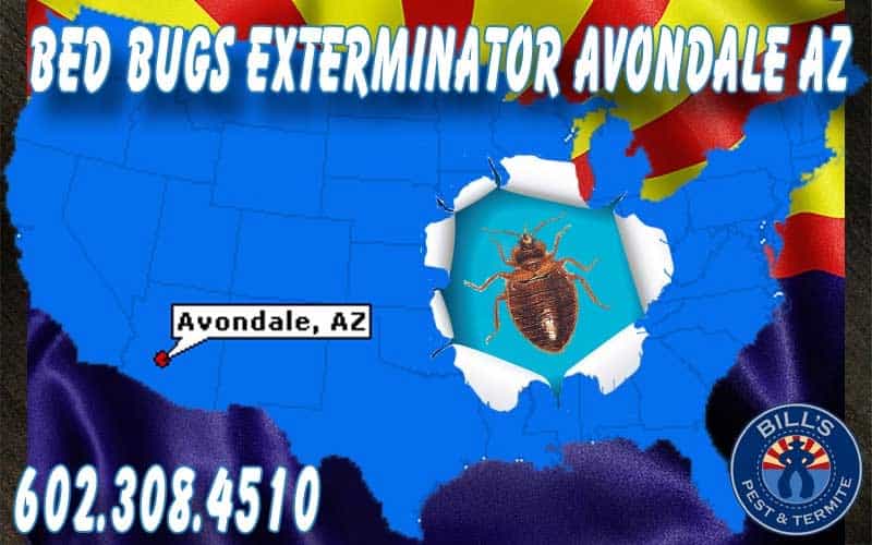 Professional Avondale Bed Bug Removal - Expert Bed Bug Treatment Avondale AZ