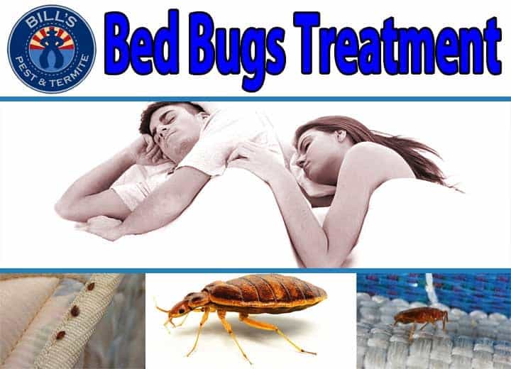 Bed Bug Treatment Phoenix AZ