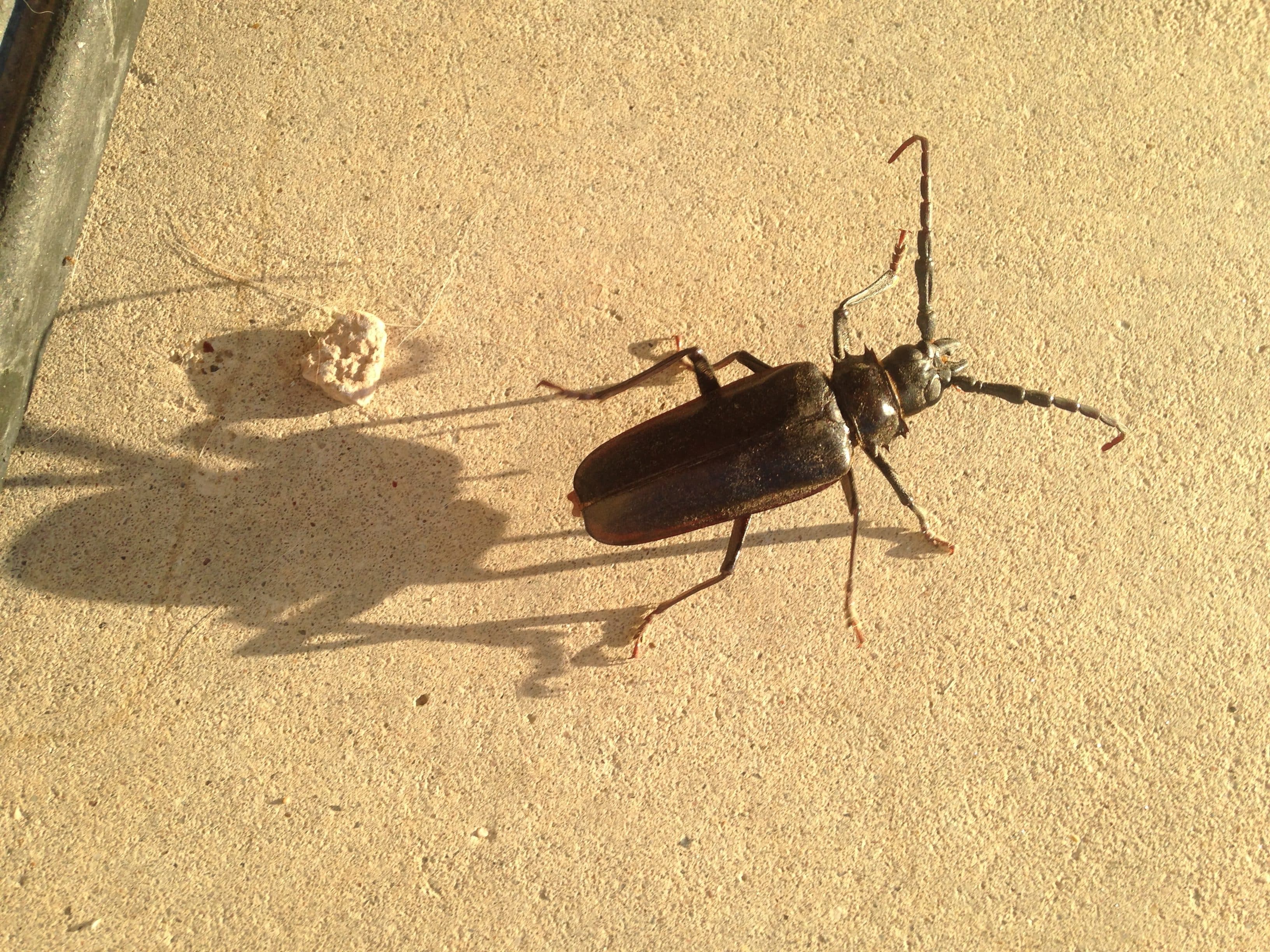 Beetle Pest Control Phoenix AZ