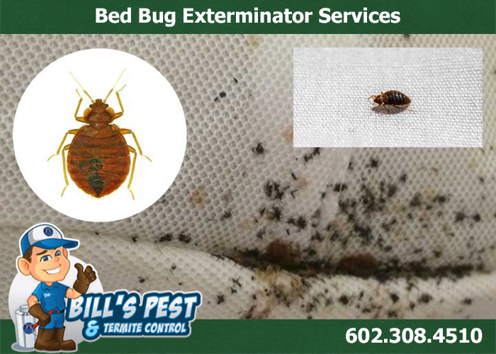 Best Bed Bug Control Maricopa Az - Bed Bug Treatment