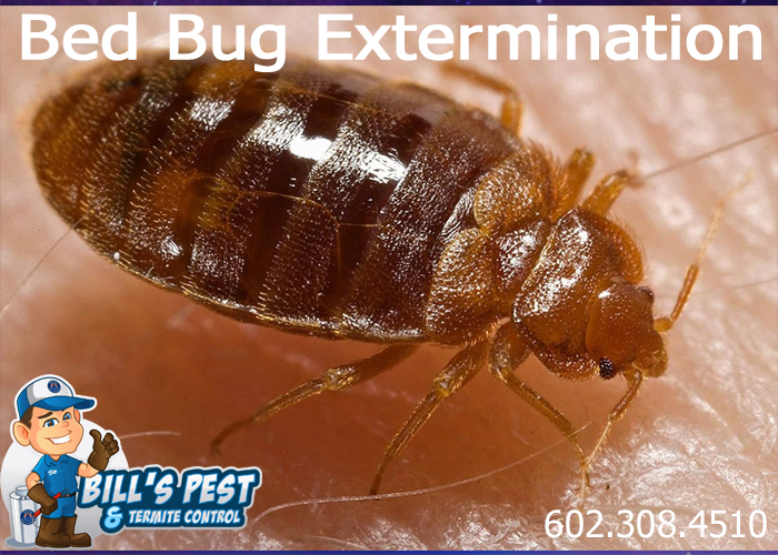 Best Bed Bug Extermination – Bills Pest Termite Control