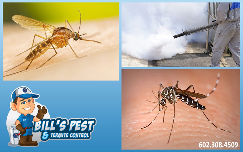 Best Mosquito Pest Control Services in Arizona