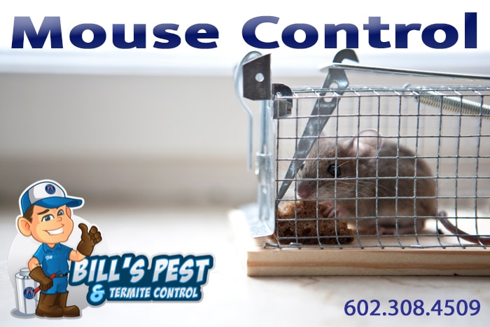 Best Mouse Control Phoenix AZ Services