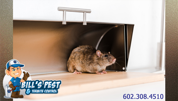 Best Paradise Valley Rat Exterminator Service - Rodent Control Paradise Valley, Az