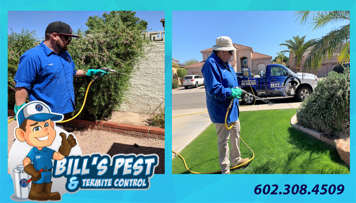 Best Pest Exterminator Services – Bills Pest Termite Control
