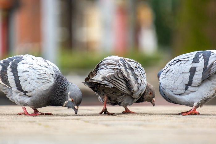 Best Pigeon Control Buckeye Az and Pigeon Removal Service