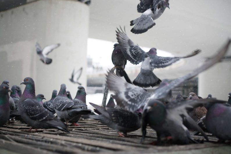 Best Pigeon Control El Mirage Az | Pigeon Removal Exterminator