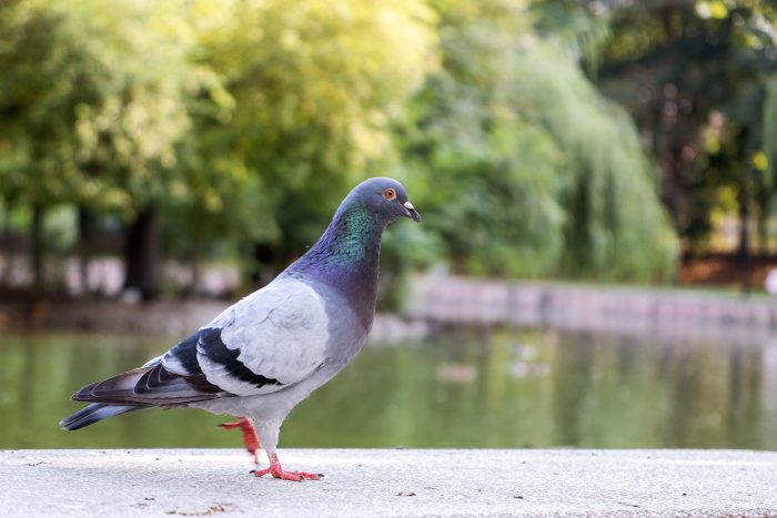 Best Pigeon Control Sun City West Az | Pigeon Removal Exterminator