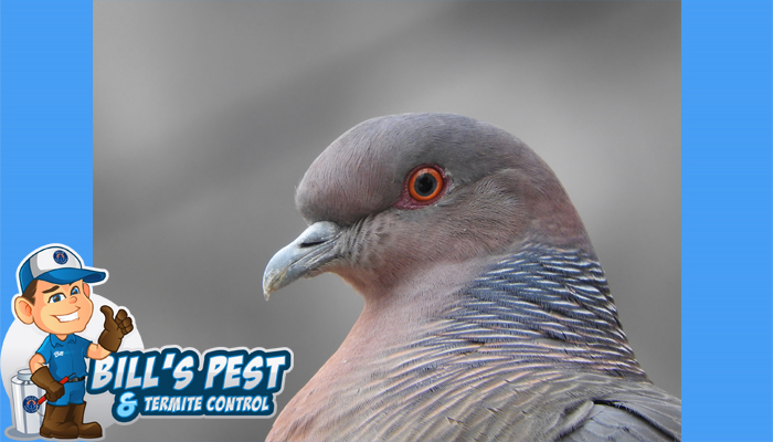 Best Pigeon Control Tucson Az | Bills Pest Termite Control
