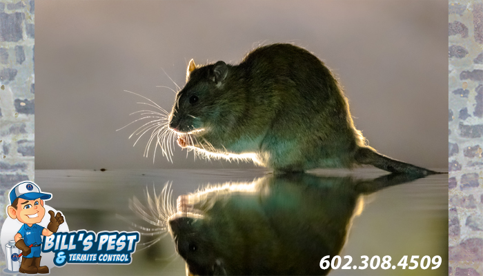 Best Rodent Control Surprise AZ | Rat Exterminator Surprise