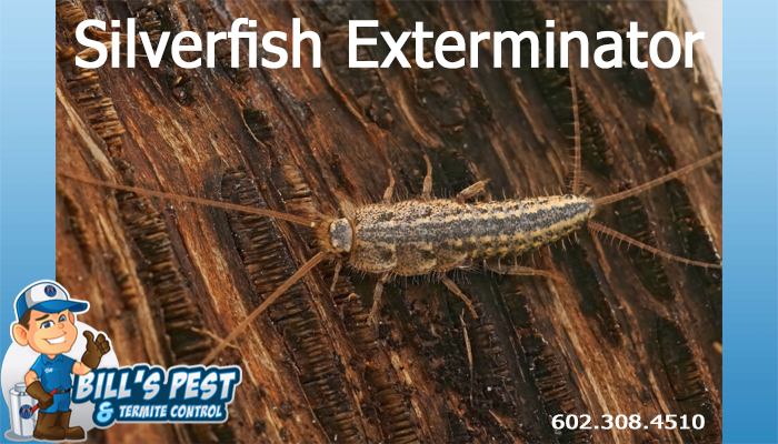 Best Silverfish Control in Phoenix, AZ - Silverfish Exterminator