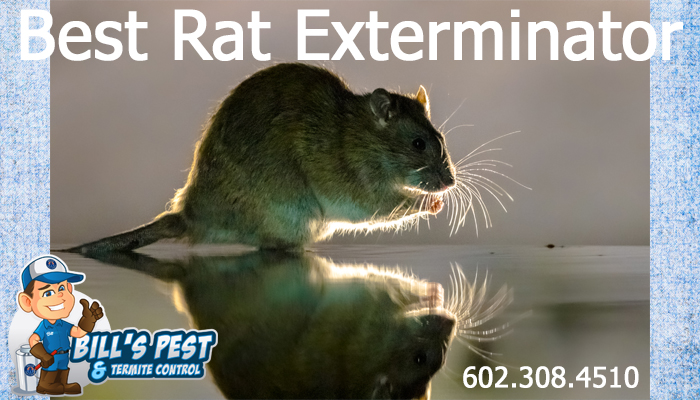 Best Sun City West Rat Exterminator - Rodent Control Sun City West AZ