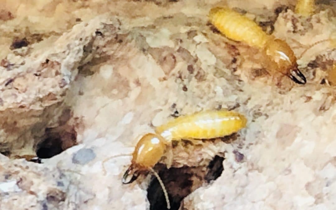 BEST Termite Control Company in Phoenix, AZ