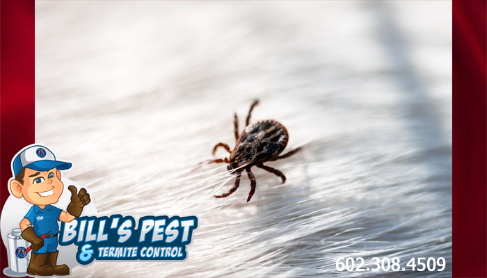 Best Tick Control Peoria Az - Bills Pest Termite Control