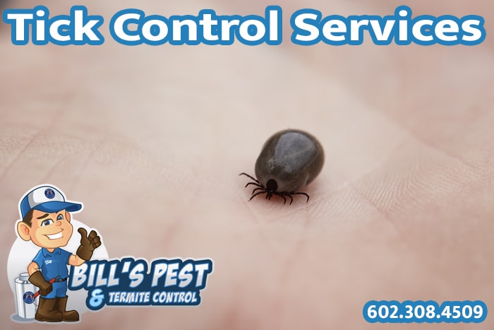 Best Tick Control Surprise Az | Tick Removal Services