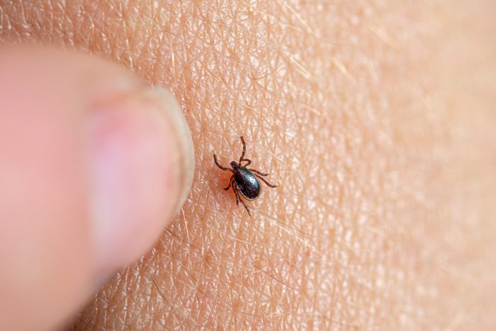 Best Tick Pest Control Gilbert Az | Tick Exterminator Service