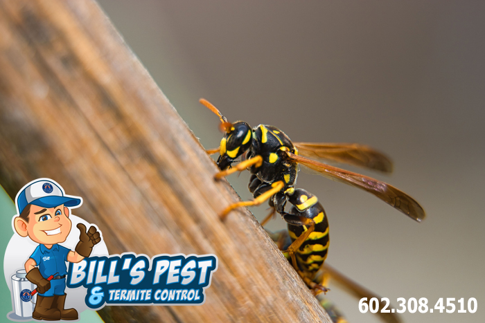 Best Wasp Exterminator and Hornet Exterminator Services