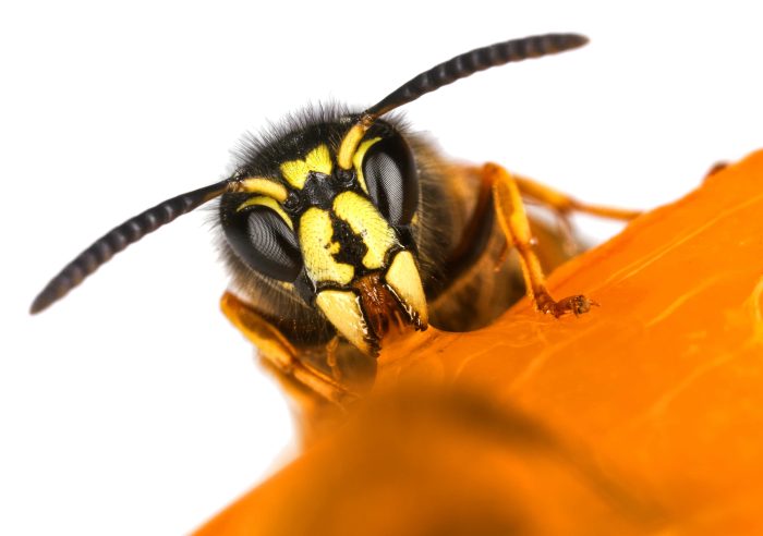 Best Wasp and Hornet Pest Control and Removal Services Phoenix AZ