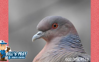Bill’s Pigeon Pest Control – Professional Pigeon Control