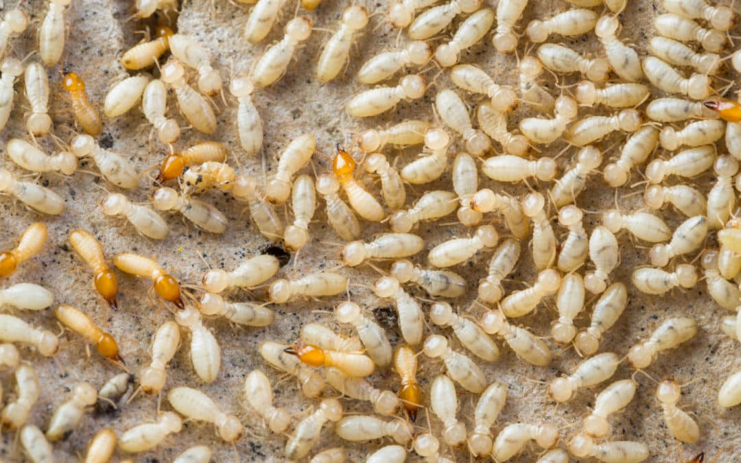 How to Identify and Eradicate Desert Termites Phoenix, Arizona