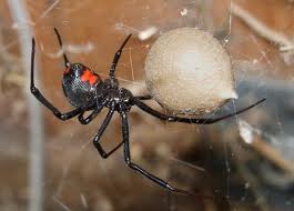 Black Widow Spider Control best spider exterminator in Phoenix, AZ