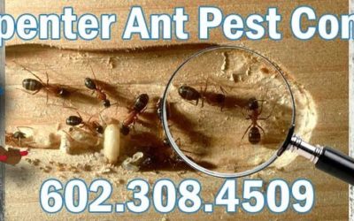 Best Carpenter Ant Control in Phoenix Az