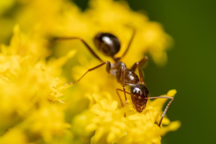 Best Mesa Ant Exterminator Service