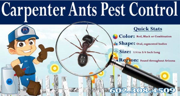 Need Carpenter Ant Pest Control Services? We can help!