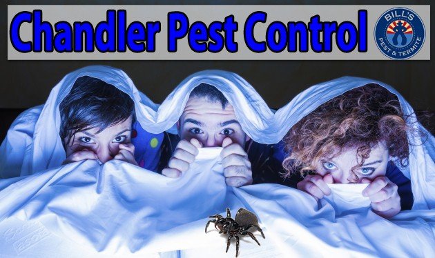 Best Pest Control Chandler AZ