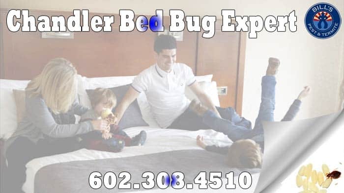 Best Chandler Bed Bug Expert | Bills Pest Termite Control